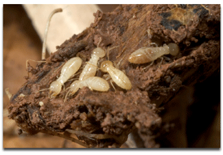 Termite Inspection Photo